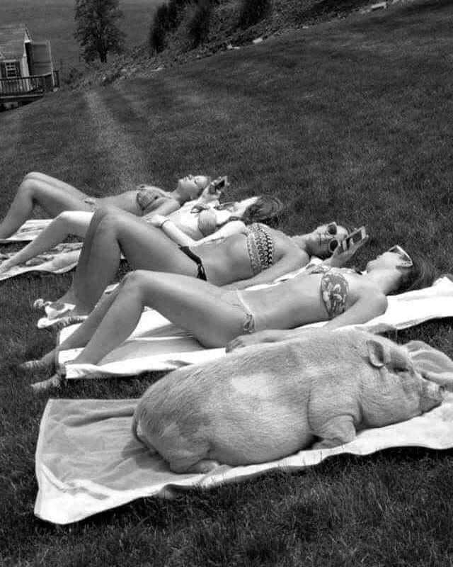 one hot pig